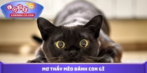 Mơ Thấy Mèo Đánh Con Gì