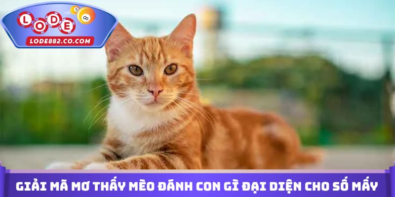 Giải mã mơ thấy mèo đánh con gì đại diện cho số mấy
