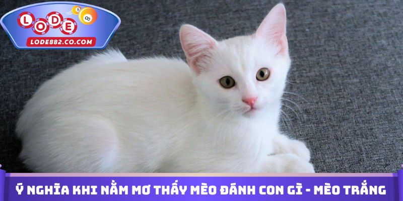Ý nghĩa khi nằm mơ thấy mèo đánh con gì - mèo trắng