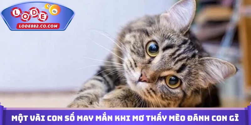 Một vài con số may mắn khi mơ thấy mèo đánh con gì