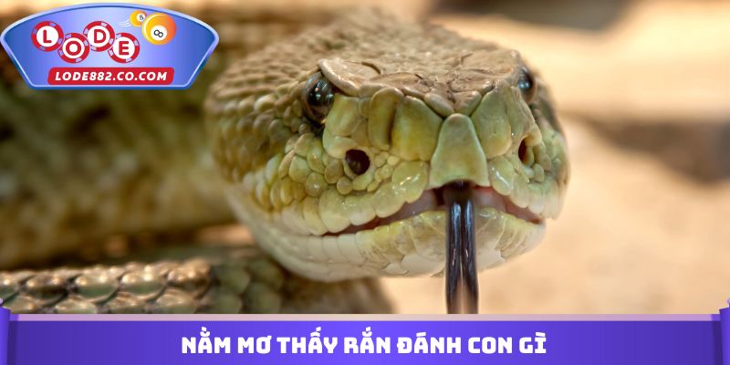Nằm Mơ Thấy Rắn Đánh Con Gì