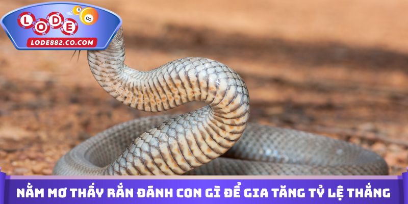 Nằm mơ thấy rắn đánh con gì để gia tăng tỷ lệ thắng