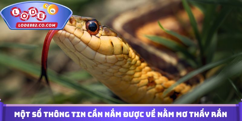 Một số thông tin cần nắm được về nằm mơ thấy rắn đánh con gì