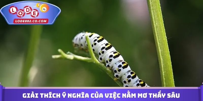 Giải thích ý nghĩa của việc nằm mơ thấy sâu đánh con gì