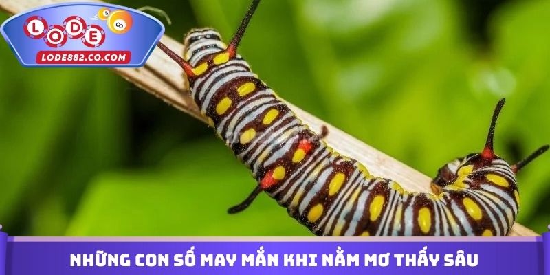 Những con số may mắn khi nằm mơ thấy sâu đánh con gì