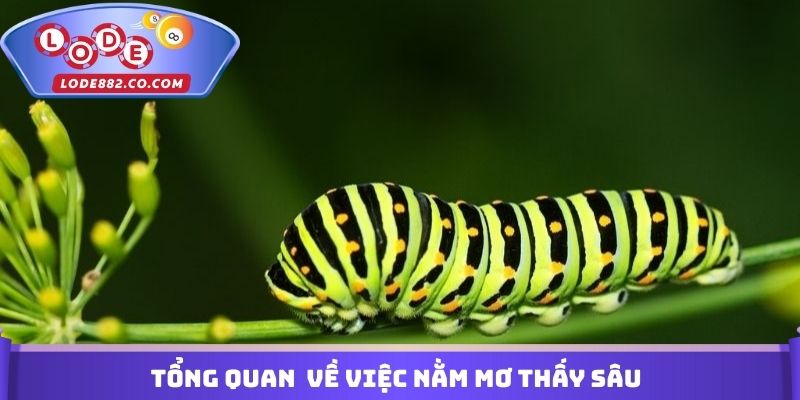 Đôi điều về việc nằm mơ thấy sâu đánh con gì